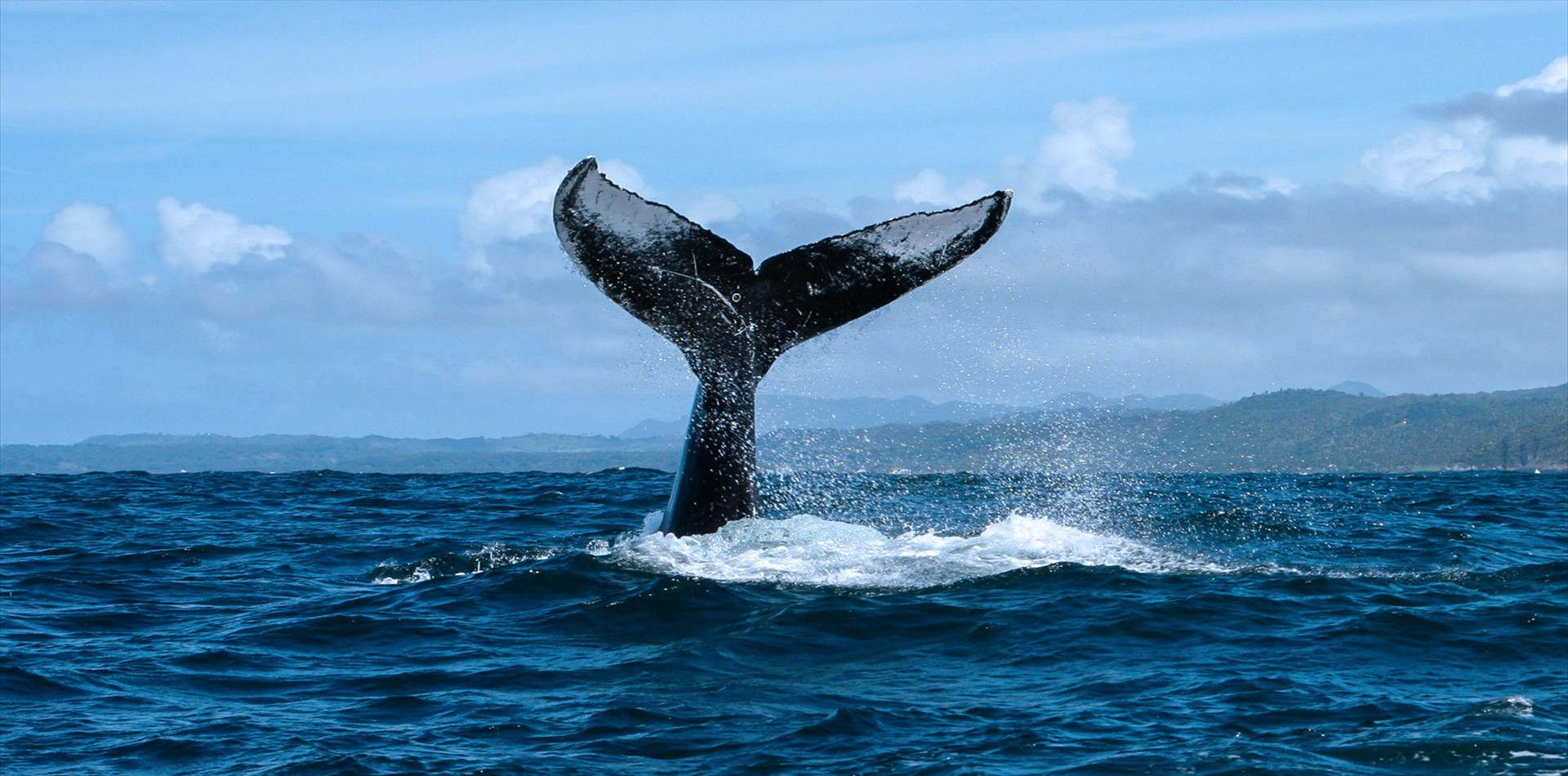 Humpback whale tail above the water in Samaná Bay